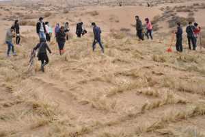 兽医系青年志愿者赴民勤县邓马营湖开展学雷锋治沙活动