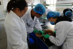  兽医系教师利用业余时间为参加学院第九届“挑战杯”大学生职业技能竞赛的同学进行现场辅导